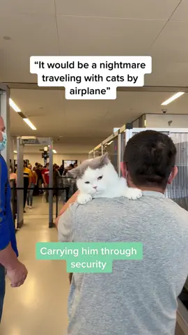 Lucky pawrents #catsoftiktok #PetsOfTikTok #foryoupage #foryourpage #travelcat #travel #cats #catlover