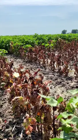 Lightning Strike in Cotton #farming #cotton #lightning #farmtok #agriculture #damage #greatscott #weather