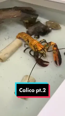 Replying to @hopeondarkestnight Calico pt.2. He has found a home! Thanks everyone for the suggestions, and thanks @Aimee for finding him a home! #maine #lobster #lobsterfishing #fy #fyp #ocean #lobstertok #207 #mainecheck #gulfofmaine #seacreatures #sealife #lobsterfishing #fishing #coolcatch #rarecatch #rarefind #awesome #universityofnewengland