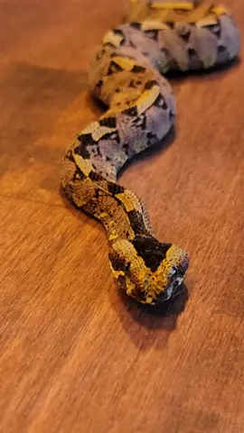Baby Gaboon viper hybrid! Crazy and beautiful! #gaboonviper #gabinoviper #hybridanimals #rareanimals #reptiles #pitviper #venomoussnakes #zookeeper #noperope #herping