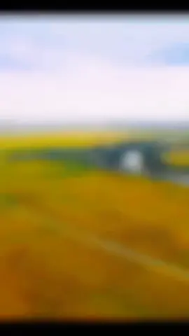 Hương lúa mơ màng cùng sương khó. Nhẹ nhành thước tha như bóng nàng  🥰 #chill #fyp  #donglua