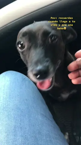 Mi niña hermosa❤️#adoptanocompres #esafuelanochemaslindadelmundo #fyp #viralvideo #mascotas