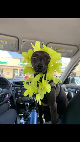 Dash as the different voices😭