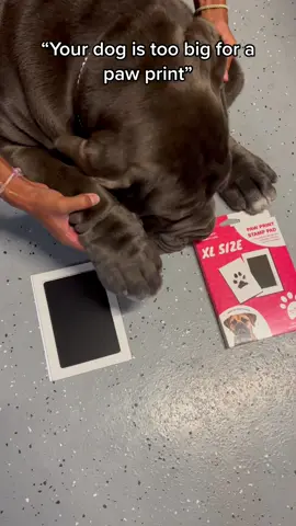See BIG dog make a paw print #fyp