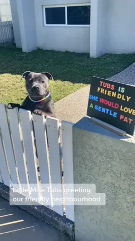 Little Miss Tubs doing what she does best 🥰🐾 #fyp #staffordshirebullterrier #happyfeet #Love