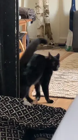 She looks disgusted in the first clip 😭😫 #catsoftiktok #funnycat #blackcat