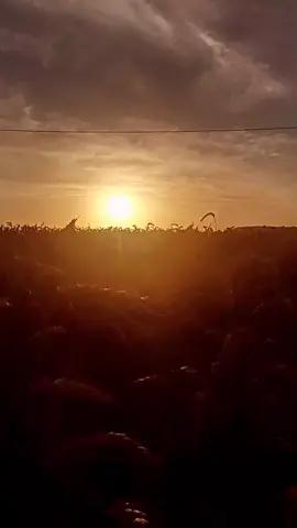 Summer sunsets ❤#Summer #sunset #nature #lithuaniannature #lithuania #gamta #lietuva #summer2022 #countryside #relax #chill