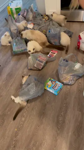 What happens when you try to put groceries away around kittens