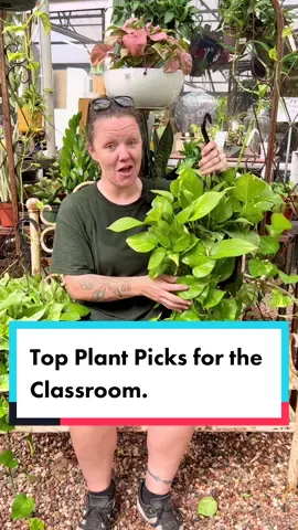 🪴Christy’s top plant picks for the classroom/teacher's gift. #smithsgardentown #classroomplants #teachersgifts #PlantTok #houseplantsoftiktok #letsgrow #classroomdecor #classroomideas #teachertok #teachersoftiktok