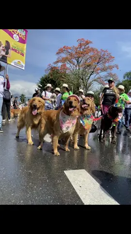 Feria de flores 🌷 #dogchallenge #doggolove #goldenretriever #viral #feriadeflores #medellin