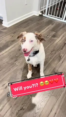 Will you for Persephone?!? 🥺🥺🥺❤️❤️❤️ #duet #hadesjaznateadventures #SplashSummerVibe #theaussiefam #BigInkEnergy #ShowUrGrillSkillz #Cute #foryoupage #fyp #Goviral #viral #fypシ #teiubesc #liebe #follow #share #dogs #aussies #thebest #loveyou #Love #summervibes #trending
