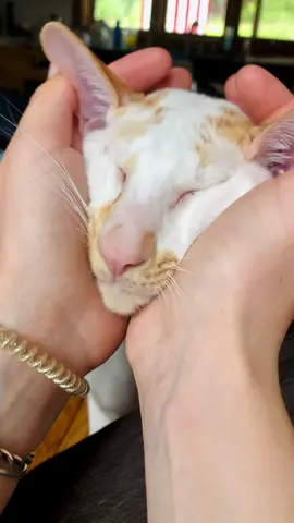 Winston loves to get a face massage 🥰 #orientalshorthair #bigearredcat #bigearscheck #catsoftiktok #cattok #fypシ