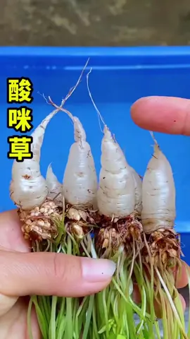 這個寶貝你見過嗎#熱門 #熱門推薦 #中草藥養殖 #熱門 #抖音 #抖音短視頻 #抖音小助手 #養生 #養生用品 #tiktok #養生茶 #草本植物