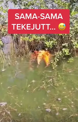 Ikan apa ni? macam ikan dalam kolam rumah ja.. #fyp #fyppppppppppppppppppppppp #fypシ #ikan