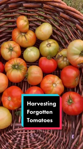 I took this video before I found all of the issues yesterday but here I am harvesting from the forgotten tomatoes. #harvesttime #gardentok #gardentoplate #harvest #verygoodgardening #growyourownfood #grow #tomato #tomatoes #plants #plantsoftiktok #gardening #mygarden #gardenwithme #gardening101 #homestead #harvestwithme 