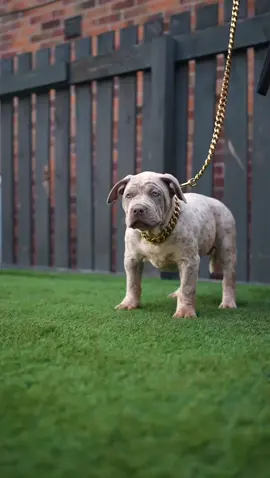 #fyp #fypシ #foryou #puppy #puppylove #puppytiktok #xlbully #dogsoftiktok #dogs