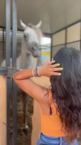 #مجد_الكروم #خيل_وخياله🐎 #ماشاءالله❤️ #niral84 #خيل_عربي_اصيل #خياله🐎 #emelio❤️✨#اميليو❤️✨ #خيل_فروسيه_حب❤️ #في_حب_الخيل_قلبي_هام_واكتفى❤️🎠✨
