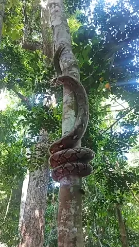 Así sube un árbol una Pitón reticulada 🐍 #piton #naturaleza #serpientes #curiosidades publicado  por: Concientiza2 en reels en Facebook