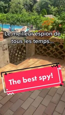Le meilleur espion qui existe! 👀🐶 #espion #chien #teckel #tiktokchien #tiktokdog #tiktokdogs #tiktokchien🐾❤️ #gibus #vacances #prof #pourtoi #fyp