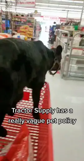 They welcome all leashed and friendly pets @TractorSupply #bull #ranchtok #beef #shopping #tsc #bottlecalf #babycow #calf #cow #fypシ #cowboy #ReTokforNature #teenagedirtbag #tiktok