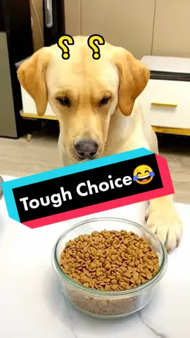 Tough choice😂#dog #dogsoftiktok #funny #fyp #petvlog #foryoupage
