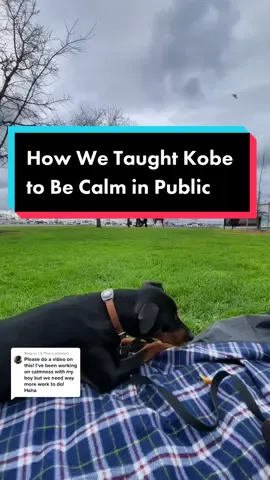 Replying to @J & Theo How we’re teaching our puppy to stay calm around distractions. It definitely took a lot of work and it’s something we still work on daily. Small improvements make a huge difference, but stay consistent and it will start clicking. #germanpinscher #1sttimedogowner #pupptrainingtips #dogtrainingadvice #workingbreedsrequirework #workingdogsoftiktok