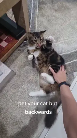 #cats #cat #catsoftiktok #catlover #pet #pets #PetsOfTikTok #petlover #cute #video #funny #funnyvideos #funnyvideo #challenge