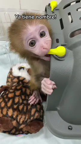 Nuestro pequeño bebé de mono (macaco rhesus) ya tiene nombre. Se llama Ciro! #mono #monkey #bebe #baby #storytime #story #cute #adorable #animal #animallovers #biologia