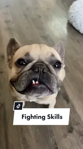 I really don’t care about this hair on me anymore. I give up… #frenchiesoftiktok #dogsoftiktok #jasonbankscomedy #fightclub #dating #relationshipadvice cred @jasonbankscomedy @somefrenchienamedapollo @somefrenchienamedapollo 