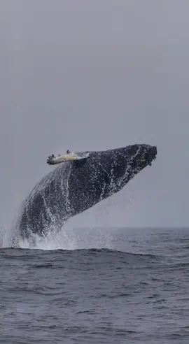 @oceanicexpeditions Big swell made it seem as if this massive 45’ Humpback was falling into a deep hole as it breached several times next to us during our all day trip.  #whalewatching #surfsup #waves #whale #tail #humpbackwhale #breach #jump #fly #low #high #news #media #lunges #wildlife #dope #montereycalifornia #coast #cali #boat #tiktokviral #viralvideo #ReTokforNature 