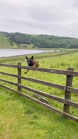 The unlucky moment of the dog 😂#dog #dogsofttiktok #funny #unlucky #funnyvideos