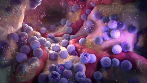 Apoptosis, the process of programmed cell death, is an important step in the life cycle of a cell. Without it, cells continue to grow and proliferate, causing cancer. #scientific #scientificanimation #fyp #sciart #scientificillustration #scienceanimation #medicalanimation #medicaltiktok #cellbiology