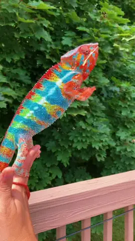 #GradeUpWithGrammarly  #chameleon #pantherchameleon #ReTokforNature #cloud9 #gorgeous #exoticpets #cloud9chameleons #reptile #rainbow #colorful #madagascar #ambilobepantherchameleon
