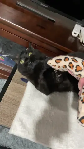 😮🤗😮 #yatrickya #cat #catsoftiktok 