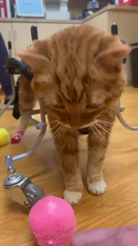 Mega has a hard time playing because he can’t see but now he has toys that make noise (thank you Kyndal!) Watch him completely miss it at the end 😭#33333 #nourisheveryyou #ReTokforNature #handicappet #specialneedscat #disabledcat #disabledcats #specialneedscats #handicapcats #handicapcat #WeStickTogether #catsoftiktok #cats #handicappedcat #wheelchair #findyourgrace #PostitAffirmations #MickeyFriendsStayTrue #LaurelRoad4Nurses #specialneeds #blindcat #blindcats #blindcatsoftiktok