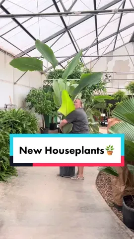 New tropical plant shipment is here! Boy, there are some magnificent beauties on this order! 🪴#smithsgardentown #letsgrow #newshipment #tropicalplants #houseplants #houseplantsoftiktok #PlantTok #licualacordata #Calatheacrotalifera #hoyakerrii #millionhearts #newplants #plantlover