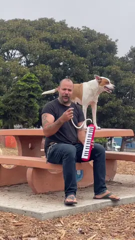 I love the dog park. Absolutely mayhem in the best way. I asked permission from him to record btw! #dogsoftiktok #music#fyp 