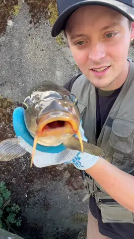 This one’s a little bigger than the last 🎣 #fish #fishing #animals #nature #wildlife 