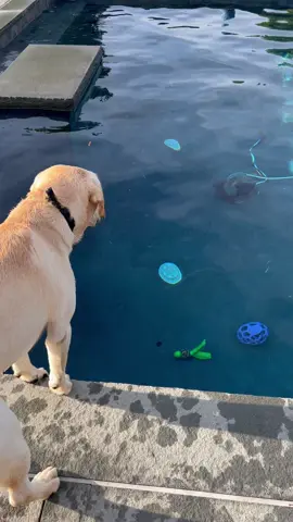 This guy cracks me up. #ReTokforNature #yellowlabs #labradorretriever #swim #deepdive