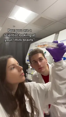 Did you know we can grow cerebral organoids from human cells? 🤔🤔 A cerebral organoid is a small mass of cells that resembles an organ. 🤯 Follow along to learn how we use these “mini-brains” to study aging🧬🧫🥼 #Science #davidsinclair #davidsinclairphd #harvard #harvardmedicalschool