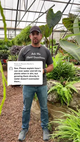 Replying to @Roxane Benfer Good question! Hope this clears things up. #smithsgardentown #overwater #plantsoftikok #houseplantsoftiktok #PlantTok #waterculture #letsgrow #qanda
