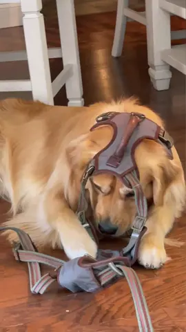 It’s sucha buzz kill. #fyp #foryoupage #dogsoftiktok