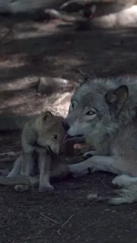 1 month old wolf pup stumbling around. #wolf #babywolf #wildlife #wildlifelovers #babyanimals #wolves 