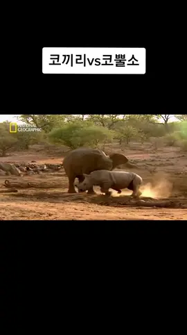 코끼리 vs 코뿔소 ㄷㄷ  #코끼리 #코뿔소