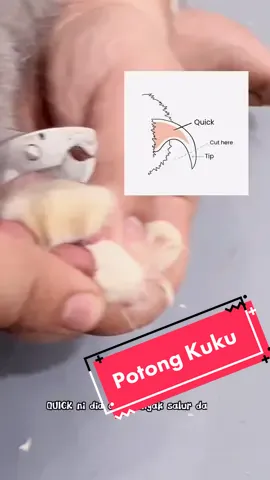 Yang ni sgt penting guys! Kalau terkena Quick sekali, lain kali memang susah nk potong kuku utk dia dh. So take notes guys! #potongkukukucing #kucing #bsh #bshbicolor #kucingkelantan #kucingtiktok #fifipetshopkb #kedaihaiwankelantan #fyp #fypシ