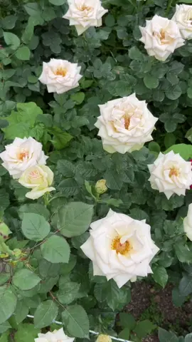 For rose lover #rosecentre #rosecentrecameron #rosecentrekeafarm #cameronhighlands #travel #traveltiktok #travellife #pokokrose #rosetahanpanasberid #rose #roseplant 