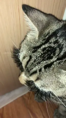 lash extension💋💅🏻 #fyp #cats  
