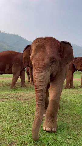 Well hello there beautiful! #elephant #cute #beauty #beautiful #nature #wildlife #fyp #foryou #🐘