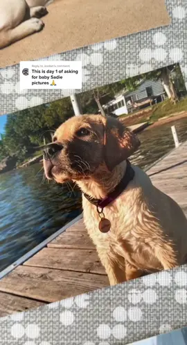 Replying to @Jordan baby sadie💛🐾 #dogsoftiktok #fyp #thelabsadie