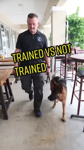 Obedience trained vs non trained dogs #germanshepherd #germanshepherdsoftiktok #germanshepherdpuppy #dog #DogTraining #puppy #dogsoftiktok #obediancedog #fyp #foryou
